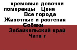 кремовые девочки померанцы › Цена ­ 30 000 - Все города Животные и растения » Собаки   . Забайкальский край,Чита г.